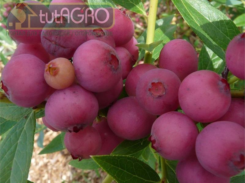 По сравнению с традиционными сортами голубики, Pink Lemonade отличается более высоким содержанием антиоксидантов - AGROzen