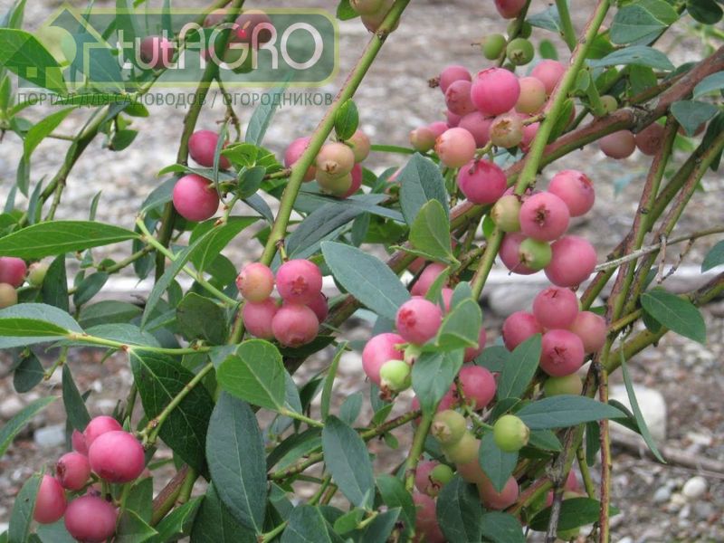 Зимой, даже без листьев, голубика все равно выглядит нарядно благодаря красновато-коричневой окраске ветвей - AGROzen