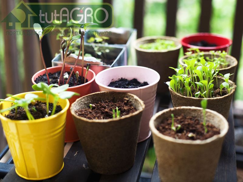 Стрессы в жизни растений и как с ними бороться - AGROzen