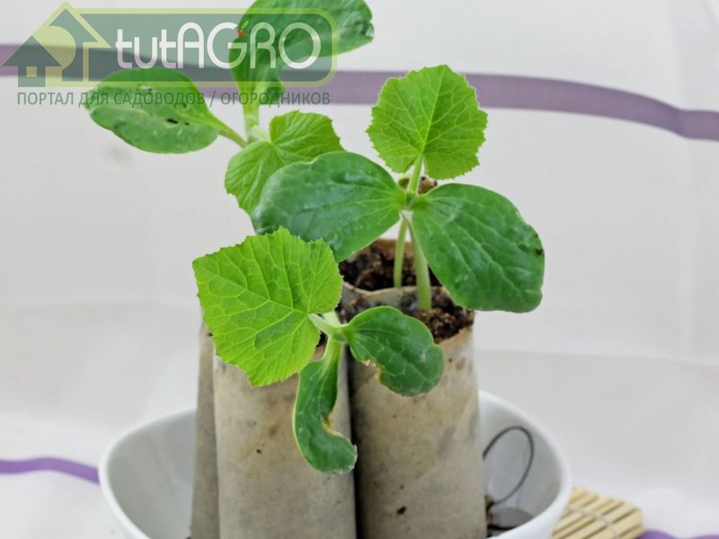 Но как же теперь растению противостоять стрессам? - AGROzen