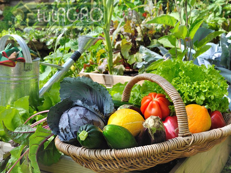 Мальтамин - регулятор роста растений натурального происхождения - AGROzen