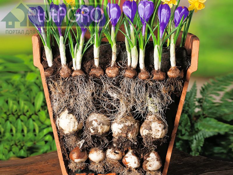 Цветочная лазанья - AGROzen