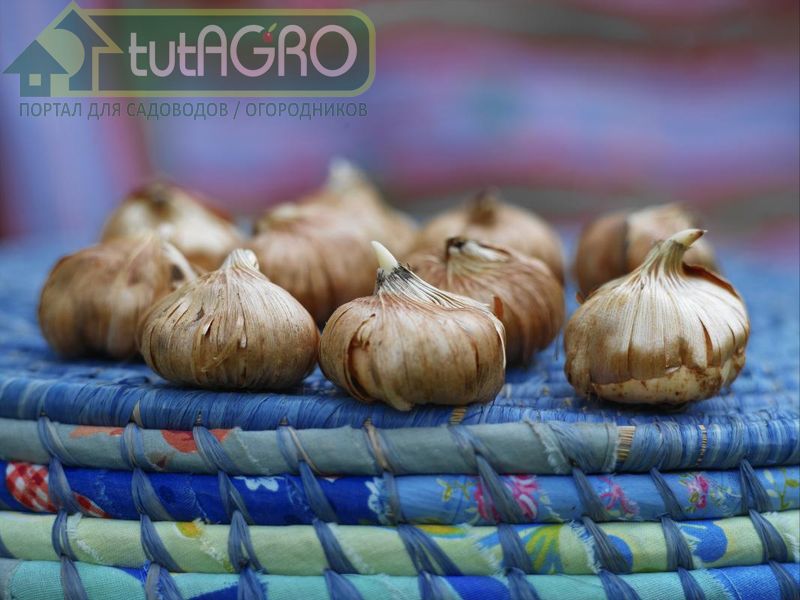 Неспящий гладиолус - AGROzen