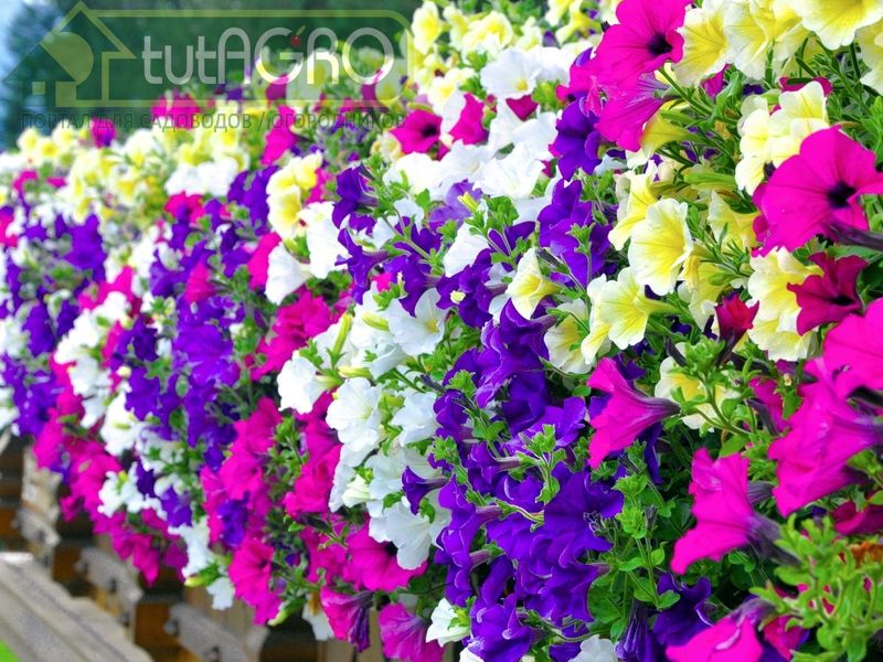 Пора сеять Лето - AGROzen