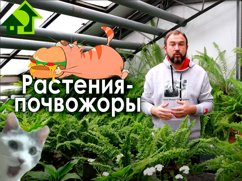 10 раз подумайте, прежде чем сажать эти растения! В этом выпуске Иван Русских расскажет о растениях-почвожорах, которые могут нанести серьезный вред почве на вашем огороде или в саду. Растения-почвожоры сожрут вашу землю!