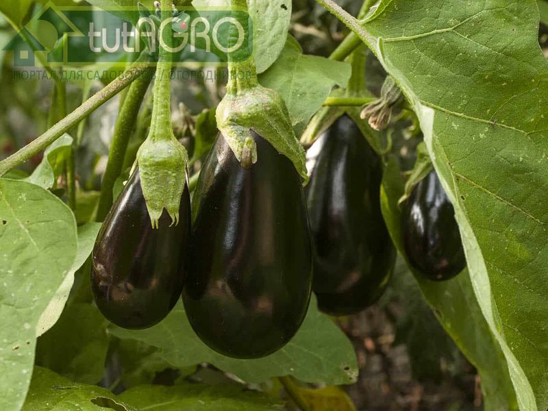 Синенькие порадуют урожаем - AGROzen