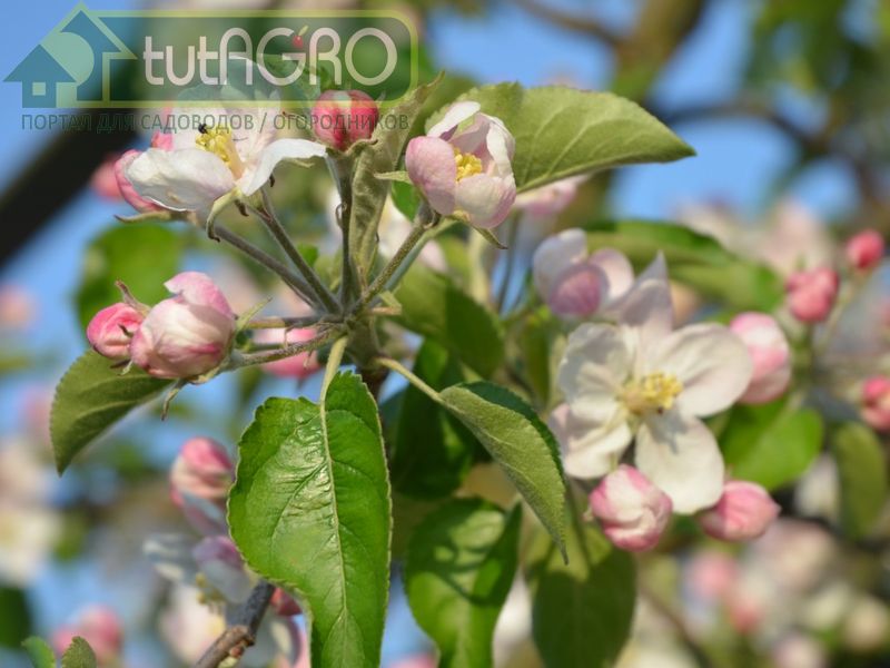 Пять условий регулярного урожая - AGROzen