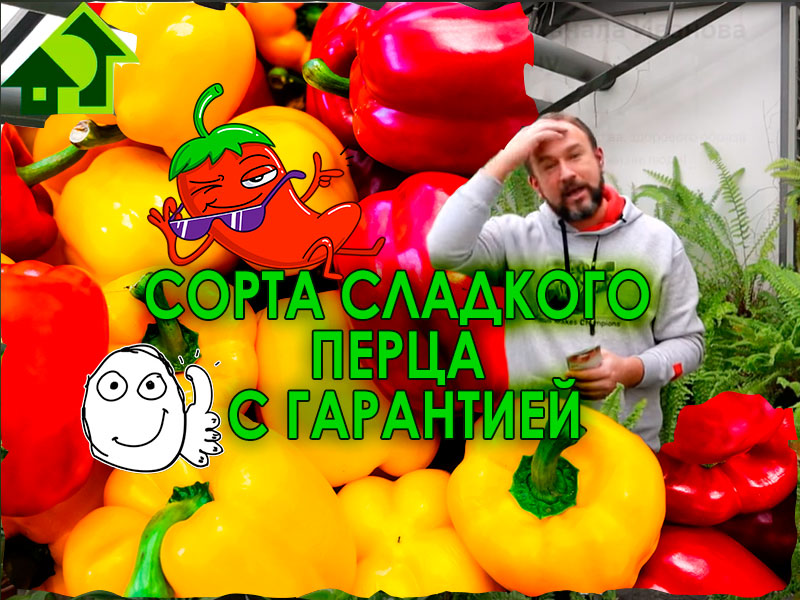 Сортов сладкого перца - не счесть! Но эти три сорта обязательно растут в нашей теплице. Какие? Вы узнаете из этого видео. С этим сортом - всегда с урожаем! Обещаем - испытано на себе!  Три лучших сорта сладкого перца