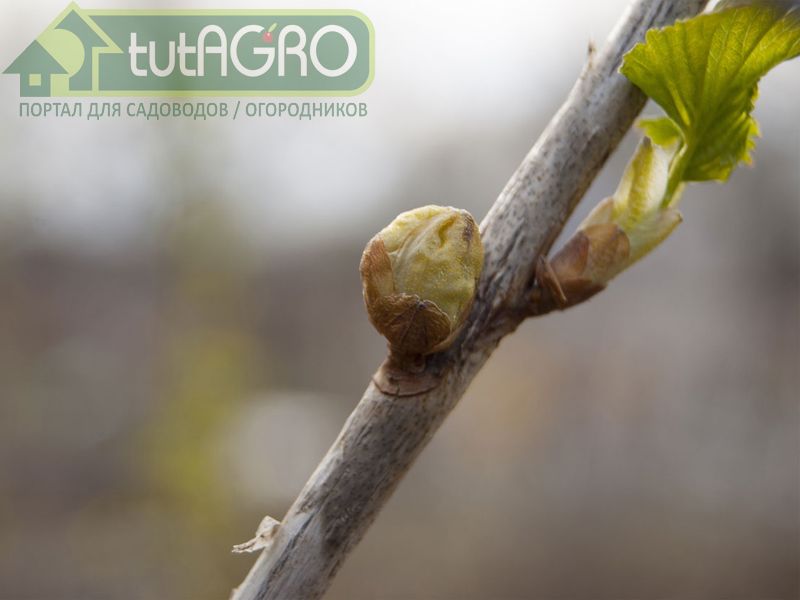 Способ избавления от почкового клеща без корчевания - AGROzen