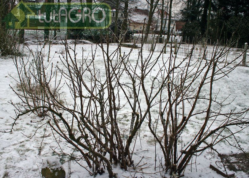 Если на вашей смородине завелся почковый клещ, то в таких случаях рекомендуют кусты выкорчевать и сжечь - AGROzen