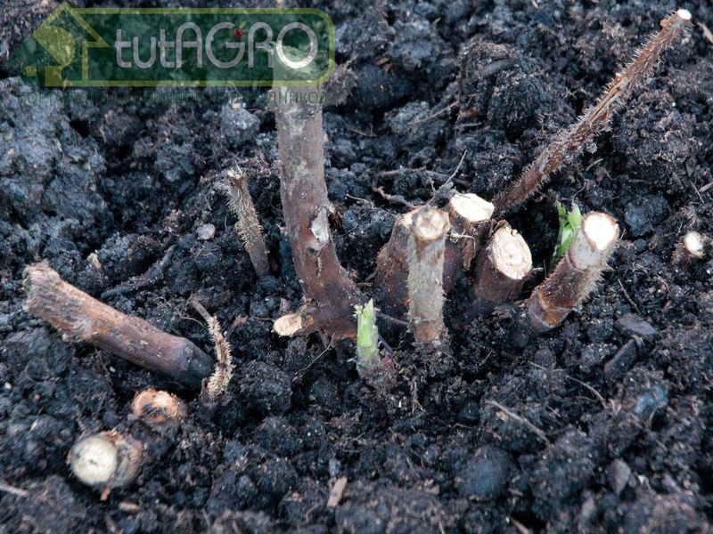 Лучше остаться один год без ягод, чем иметь в саду постоянный источник инфекции - AGROzen