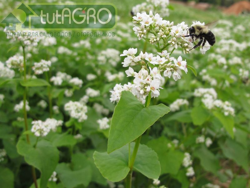 Самый лучший сидерат - AGROzen