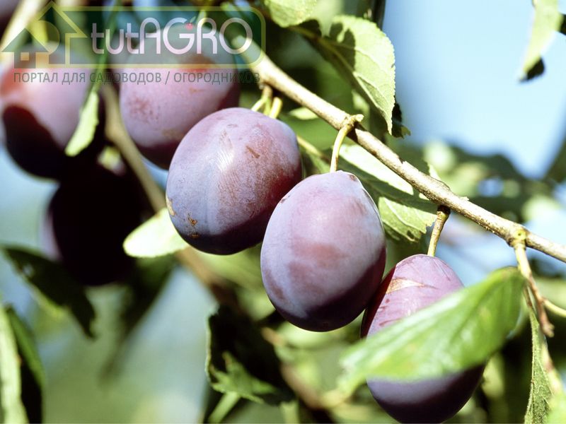 Ветви вниз! Причины позднего плодоношения плодовых деревьев - AGROzen