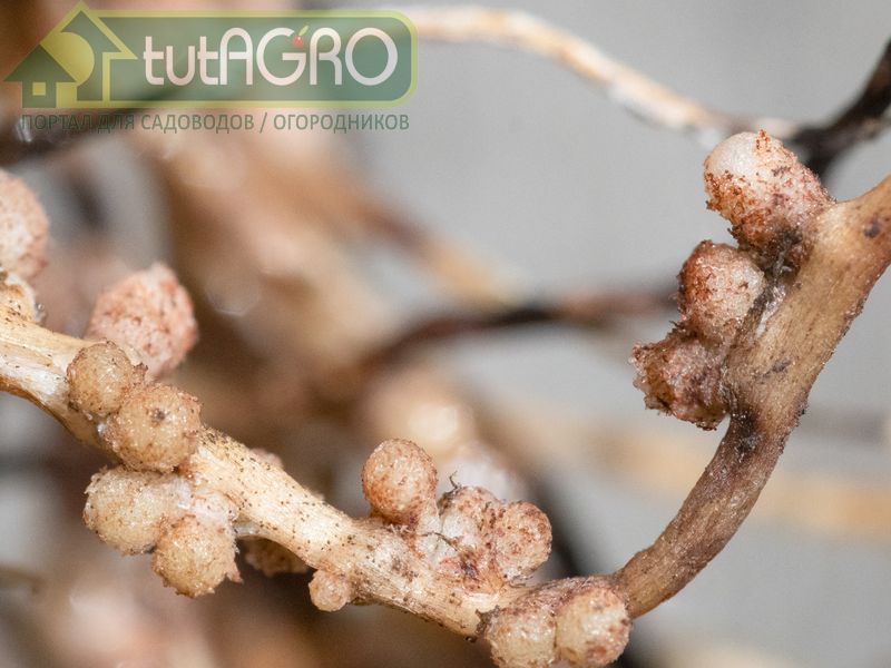 Значение азотфиксирующих бактерий для растений трудно переоценить - AGROzen