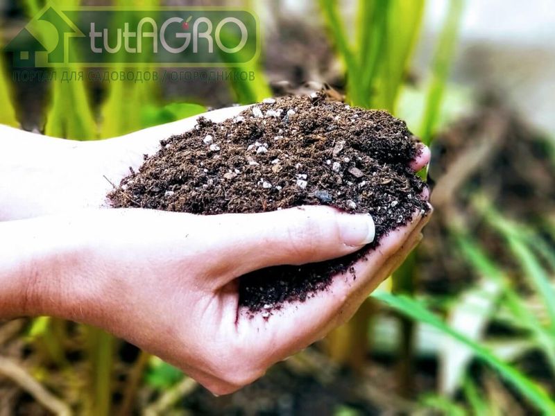 В природе азотфиксирующие бактерии существуют в виде двух больших групп - AGROzen