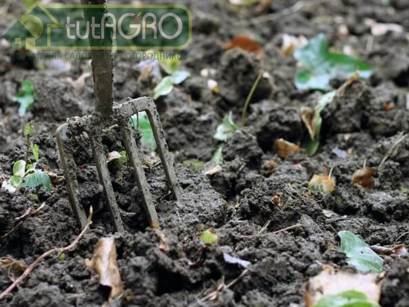 Особые достоинства азотфиксирующих бактерий - AGROzen