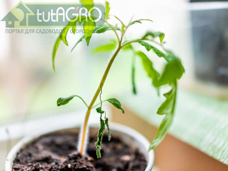 Азотфиксирующие бактерии - AGROzen