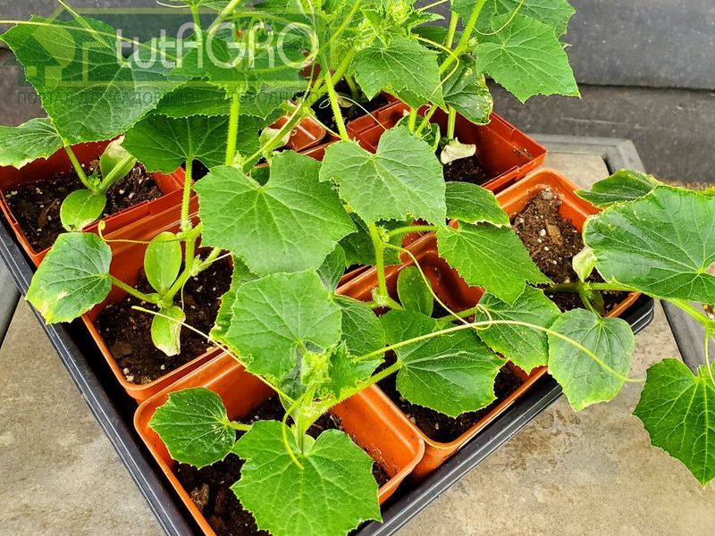 Закаливание рассады: шаг за шагом - AGROzen