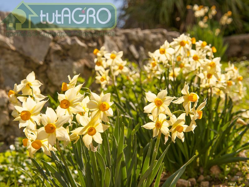 Нарцисс - цветок весны, предвестник лета - AGROzen