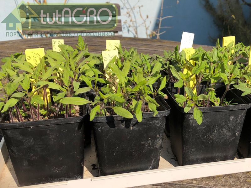 Букетная досада - AGROzen