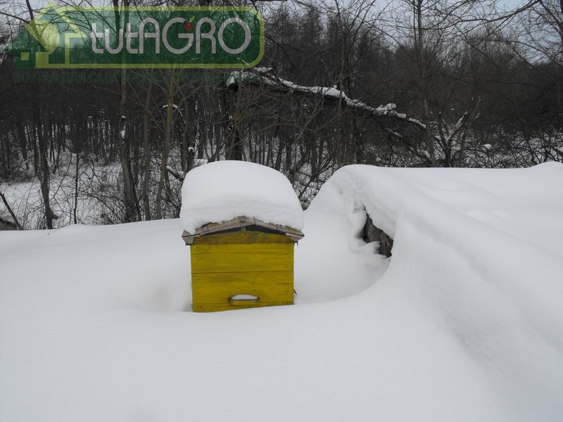 Кто и как вентилирует гнездо в дупле? - AGROzen