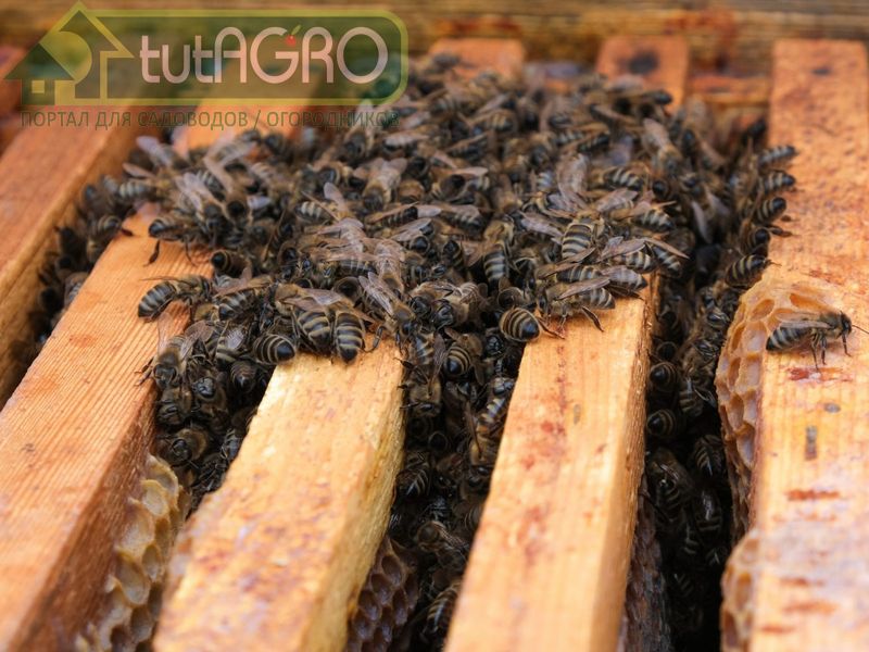 Рекомендации и советы пчеловодам - AGROzen