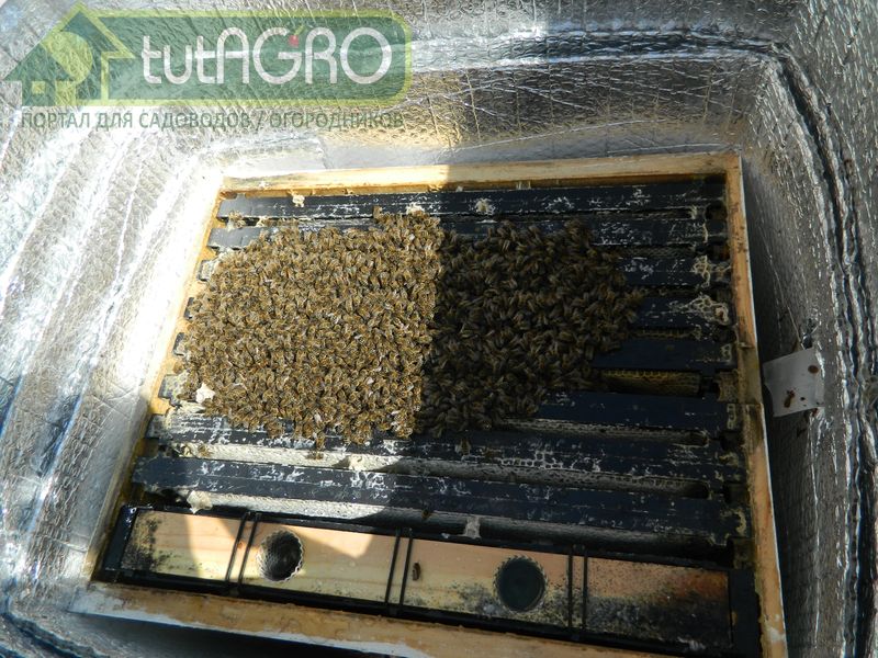 В улье вокруг клуба температура почти такая же, как и на улице - AGROzen