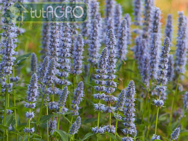 Лофант не часто встречается в наших садах, а если и выращивается, то в однолетней культуре, т.к. плохо переносит суровые зимы - AGROzen