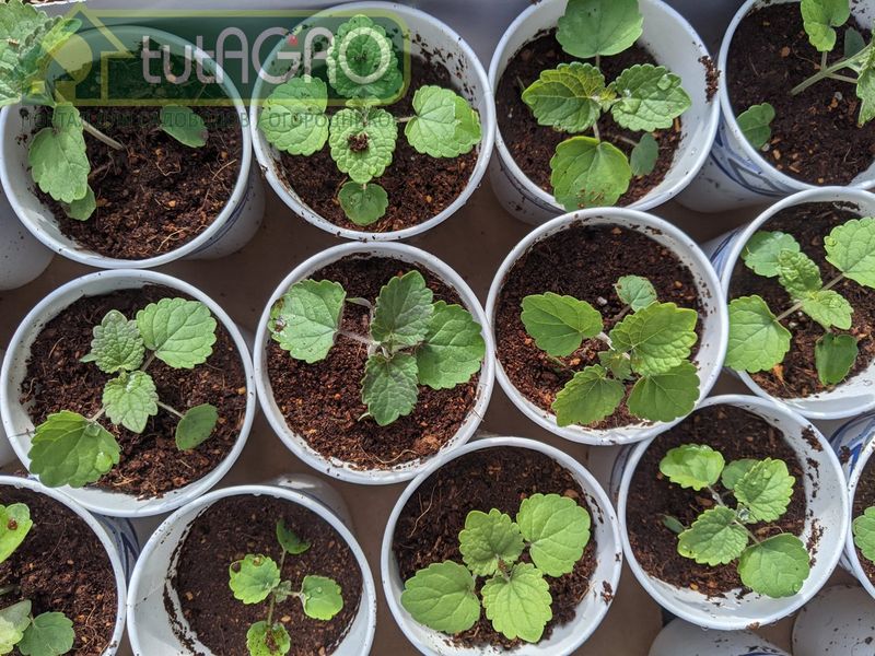 В листьях лофанта содержатся биологически активные вещества (кверцетин, лютеолин, оксикоричные кислоты и др.), эфирные масла, дубильные вещества - AGROzen