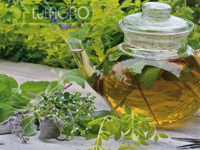 Листья и цветки лофанта можно добавлять не только к чаю, но и к салатам, мясным и первым блюдам - AGROzen