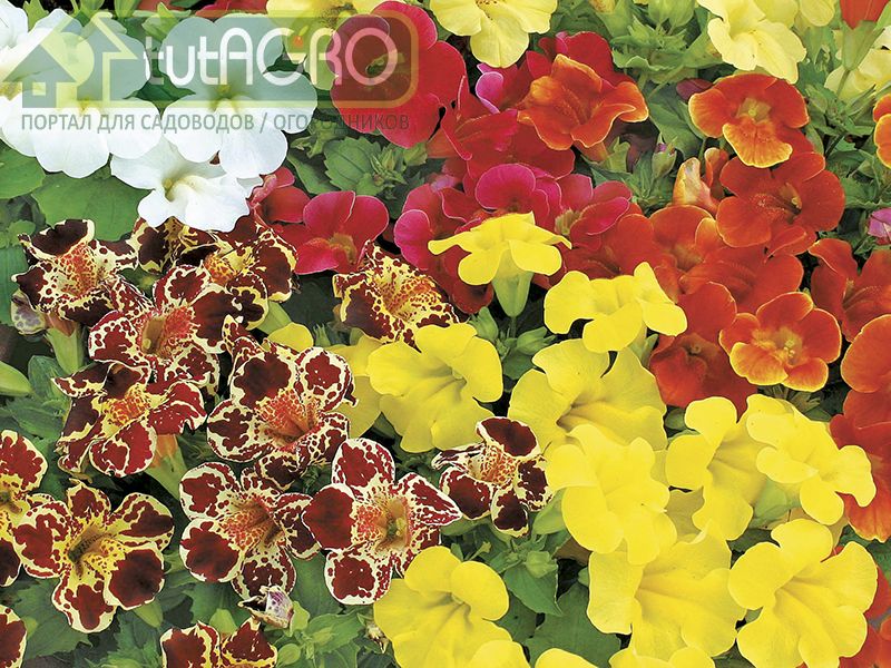 Мимулюс гибридный - яркий акцент цветника - AGROzen