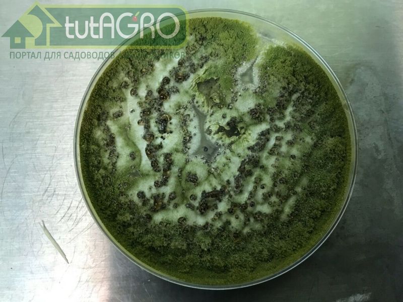 Метаризиум - современный способ борьбы с вредителями - AGROzen