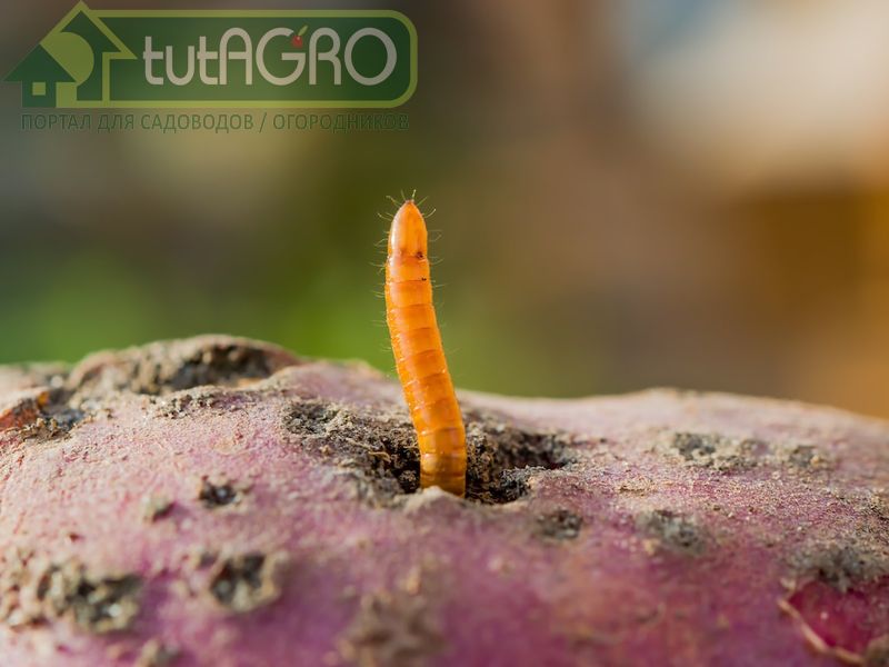 Немалый ущерб саду наносят наземные вредители: саранча и кузнецы, листоеды, пяденицы, листовертки, совки и прочие разнообразные гусеницы - AGROzen