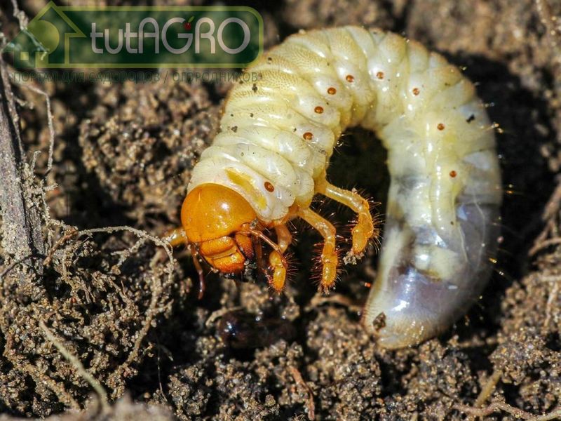 Метаризиум - естественные природные гиперпаразиты насекомых-вредителей - AGROzen