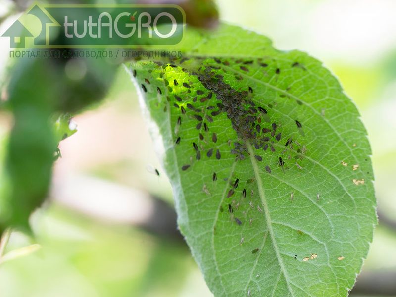 Изоляты грибов рода Метаризиум в составе субстрата «Защитник сада и огорода» - AGROzen