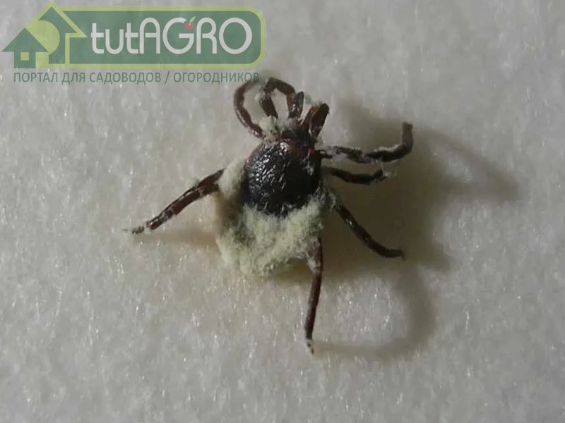 Многие вредители приобрели устойчивость к синтетическим инсектицидам - AGROzen