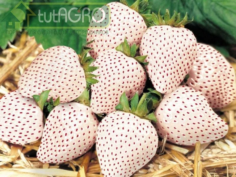 Пайнберри - гибрид чилийской и виргинской земляник - AGROzen