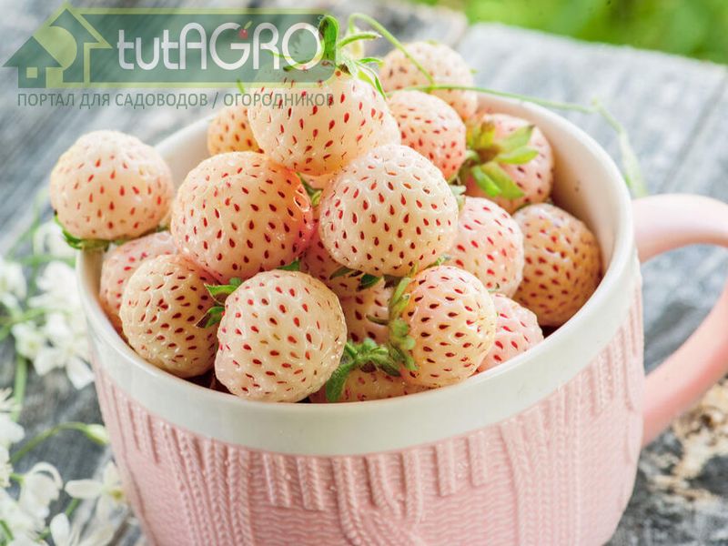 Межвидовой гибрид чилийской и виргинской земляник, названный Пайнберри - AGROzen