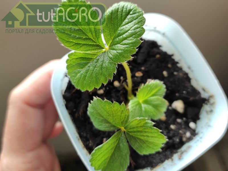 Наибольший урожай клубника дает на второй и третий год после посадки - AGROzen