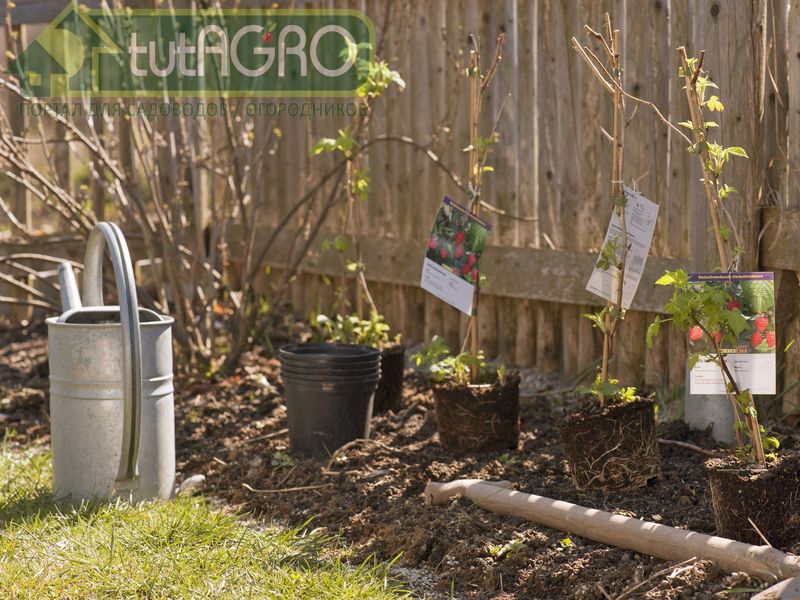 Начинающим садоводам не помешают знания и опыт опытных дачников - AGROzen