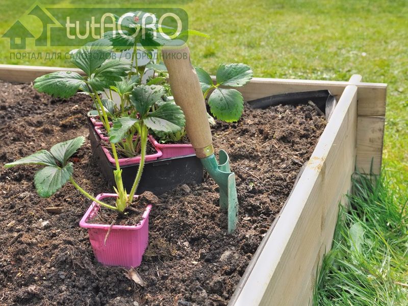 Наши рекомендации помогут вам подобрать наиболее подходящие места для плодовых и ягодных культур - AGROzen