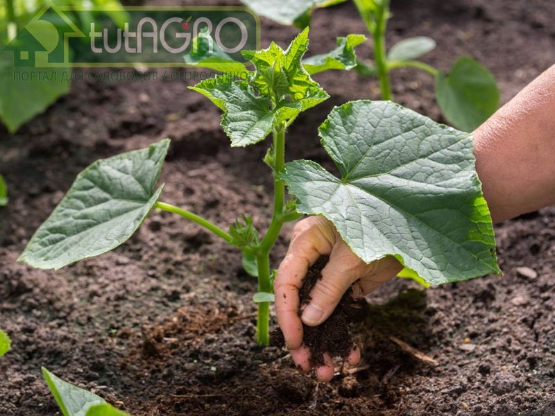 Применение субстрата «Защитник сада и огорода» - AGROzen