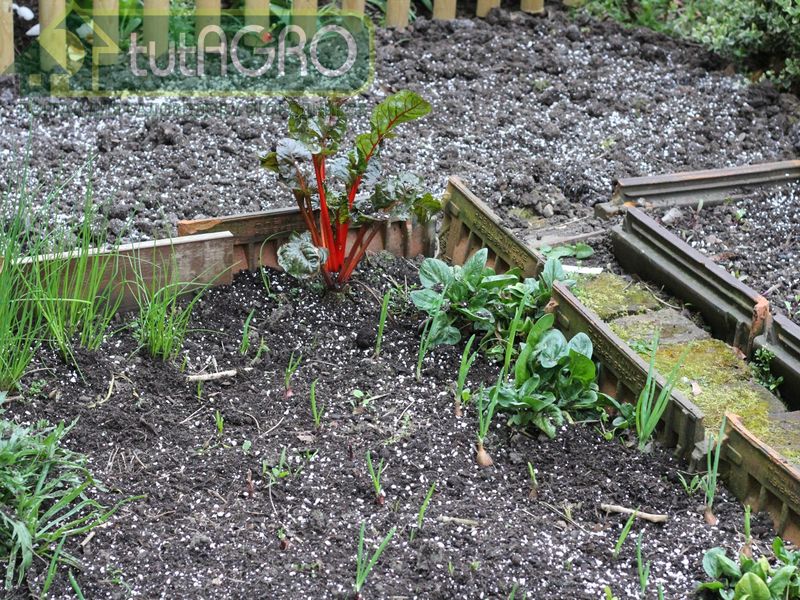 Схема применения субстрата «Защитник сада и огорода» - AGROzen