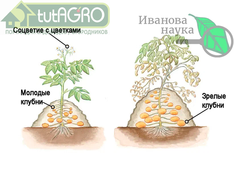 Типичная технология выращивания картофеля требует окучивания - так клубней становится гораздо больше - AGROzen