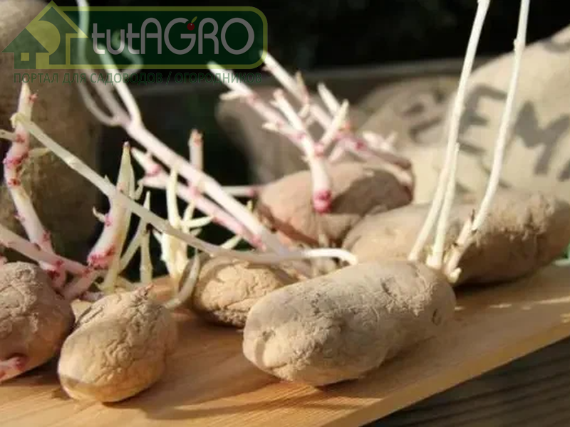 Яровизация картофеля. На свету или в темноте? - AGROzen