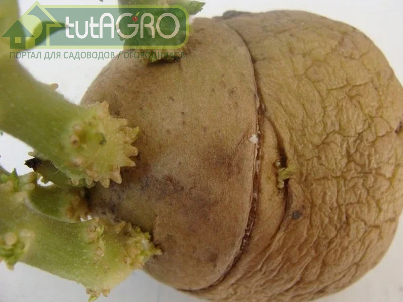 Поперечный надрез на клубне - будильник для ростков картофеля - AGROzen