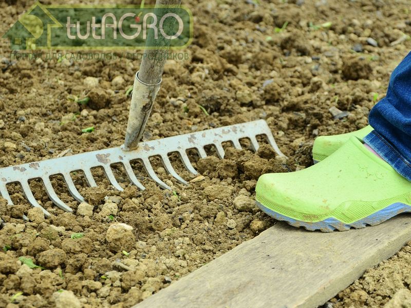 Правила весеннего известкования - AGROzen