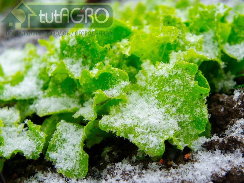 Подкормка озимых - AGROzen