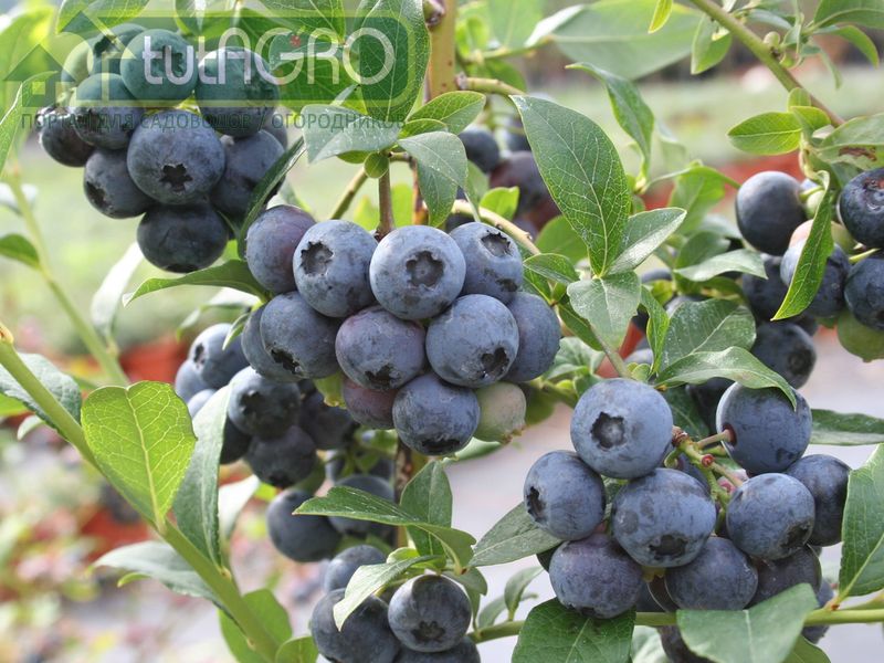 Обрезка голубики - AGROzen