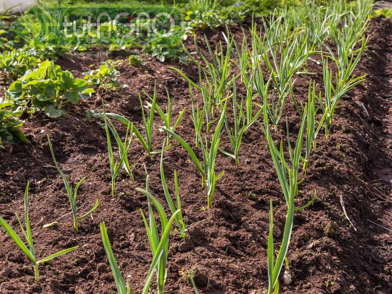 Яровой чеснок холодо- и морозоустойчивая культура - AGROzen